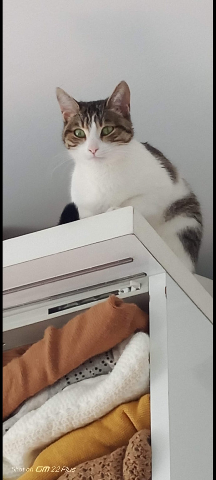 Hayvan besliyormusunuz , beslemek istermiydiniz?