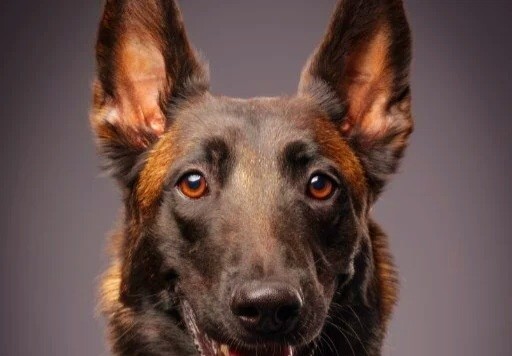 Köpekten korkuyor musun?