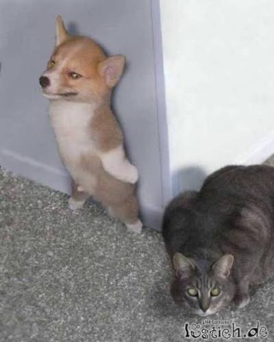 Köpekten korkuyor musun?