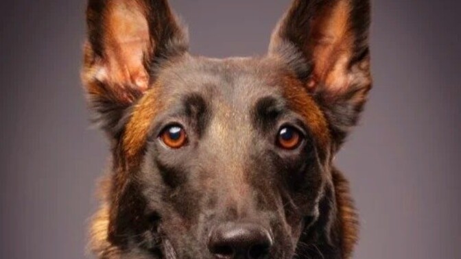 Köpekten korkuyor musun?
