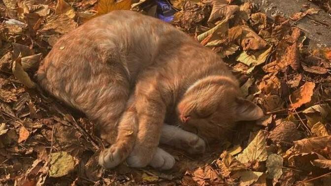 Sonbahar sizi hüzünlü mü hissettirir, huzurlu mu?