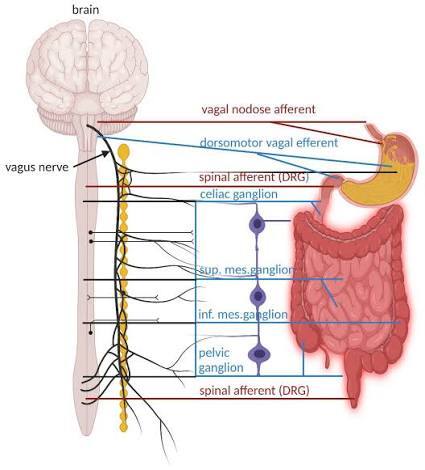 Alzheimer, Parkinson ve beyin hasarları aslında bağırsaklarımızda mı başlıyor?