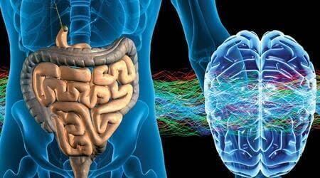Alzheimer, Parkinson ve beyin hasarları aslında bağırsaklarımızda mı başlıyor?