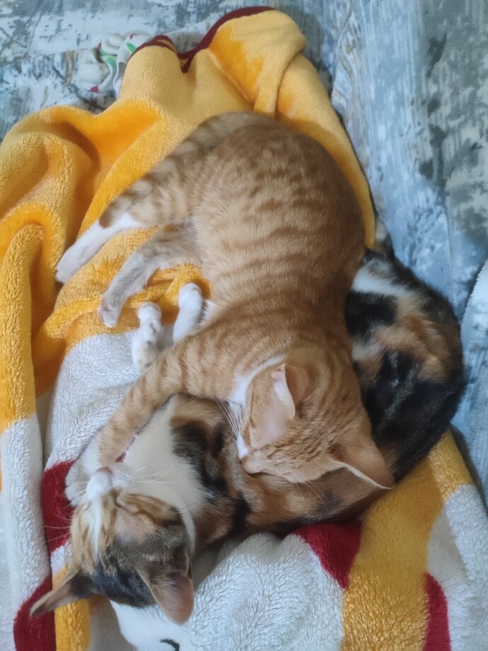 Can dostunuz var mı?