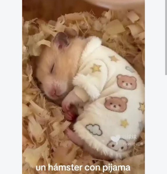 Sana böyle baksam ne yapabilirsin ki? Evde fare besler miydiniz?