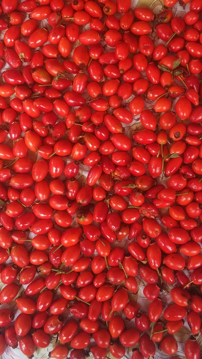 C vitamini deposu grip savar kuşburnu. Diğer adıyla yabani gül Rosa Canina