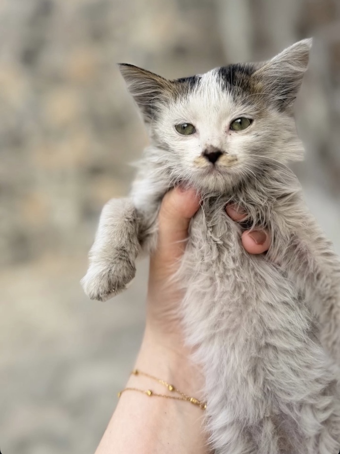 Sokakta şöyle bir şey buldum napiyim?