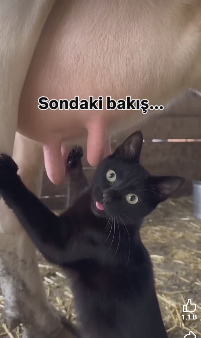 Bu varmış