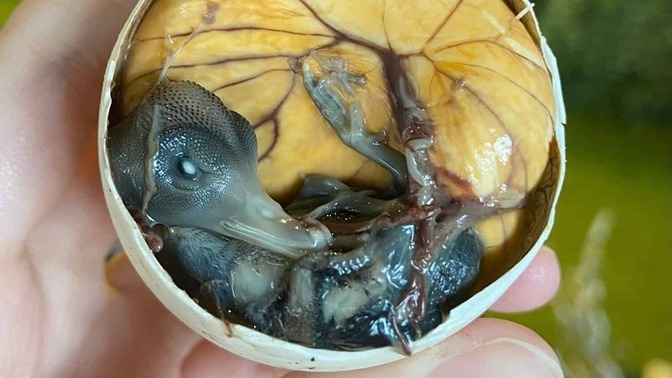Balut yemek ister miydiniz?