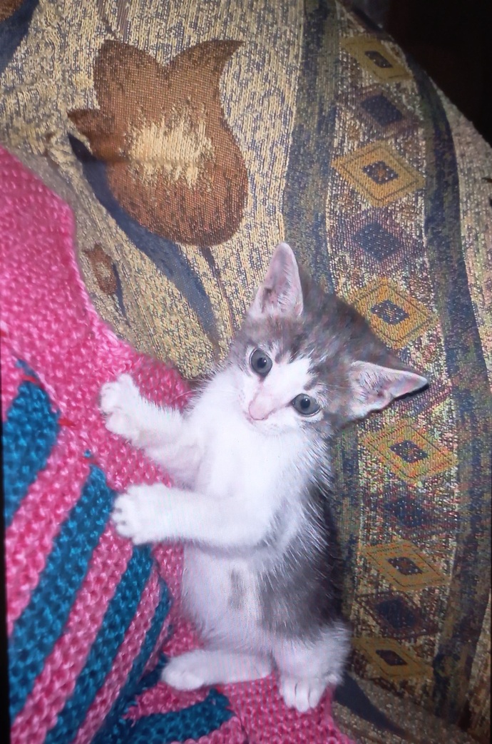 Kedi sevmemek normal mi, yavru kedimi görmezden gelen arkadaşıma sinirlenmem abartı mı?