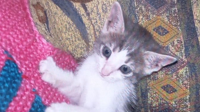 Kedi sevmemek normal mi, yavru kedimi görmezden gelen arkadaşıma sinirlenmem abartı mı?