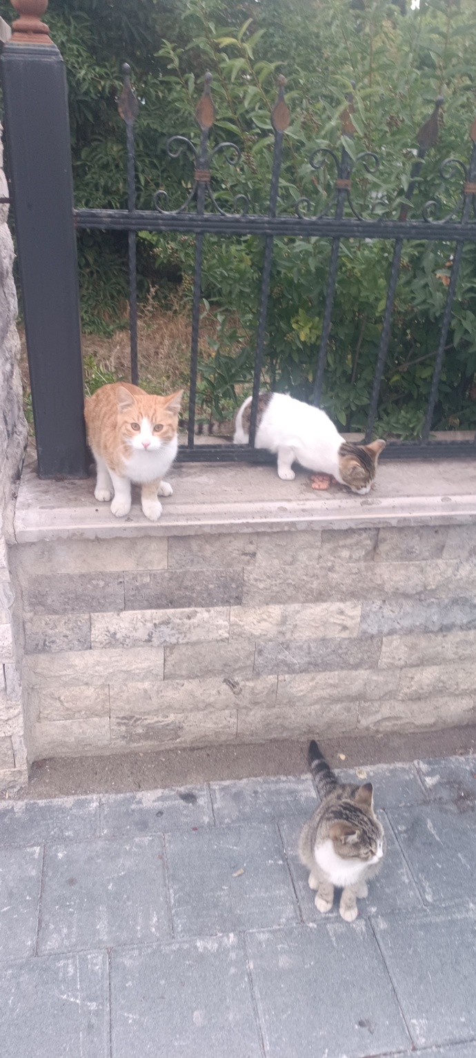 Kediler neden biz yemek yerken onları aç bırakıyoruz gibi izler 😑 ?