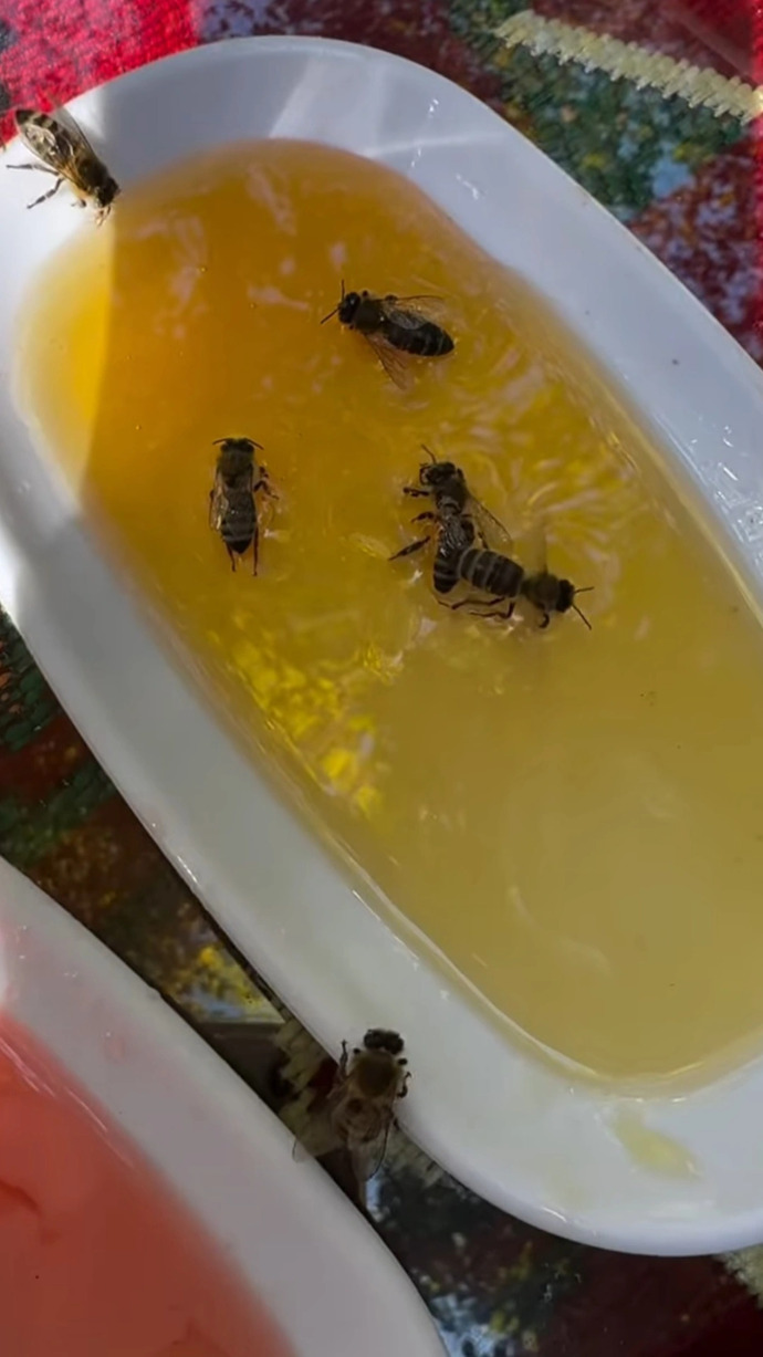 Kahvaltı tabağınıza arı konsa tabaktakilerini yer miydiniz?