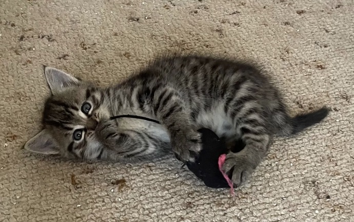 Bu bebeğin ismi ne olsun🐱?