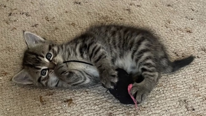 Bu bebeğin ismi ne olsun🐱?