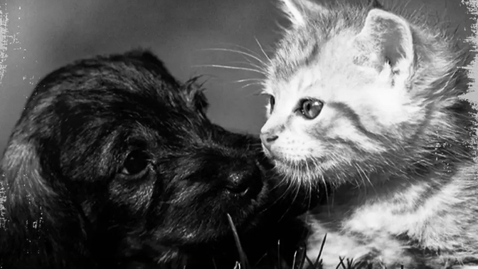 Tüm hayvanları koruma kapasitesine sahip misiniz 🐾🐾🦁🐰🐼🐶?