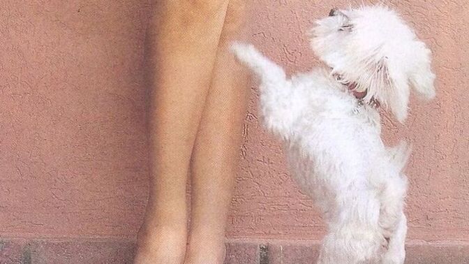 Süs köpekleri bu kadar tatlıyken neden aksi ve huysuz oluyor?