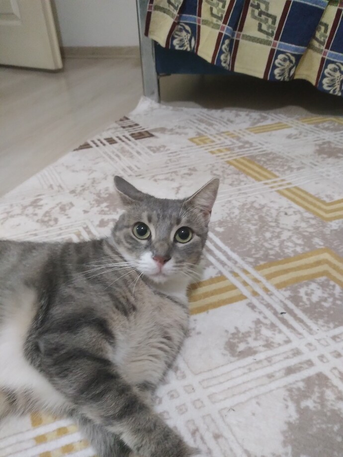 Evde evciliniz var mı?