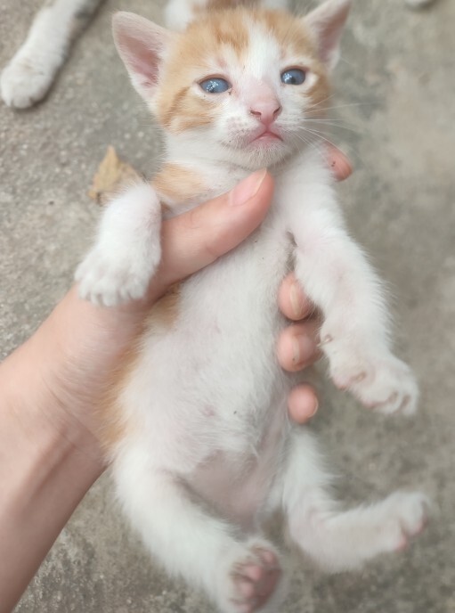 Evde evciliniz var mı?