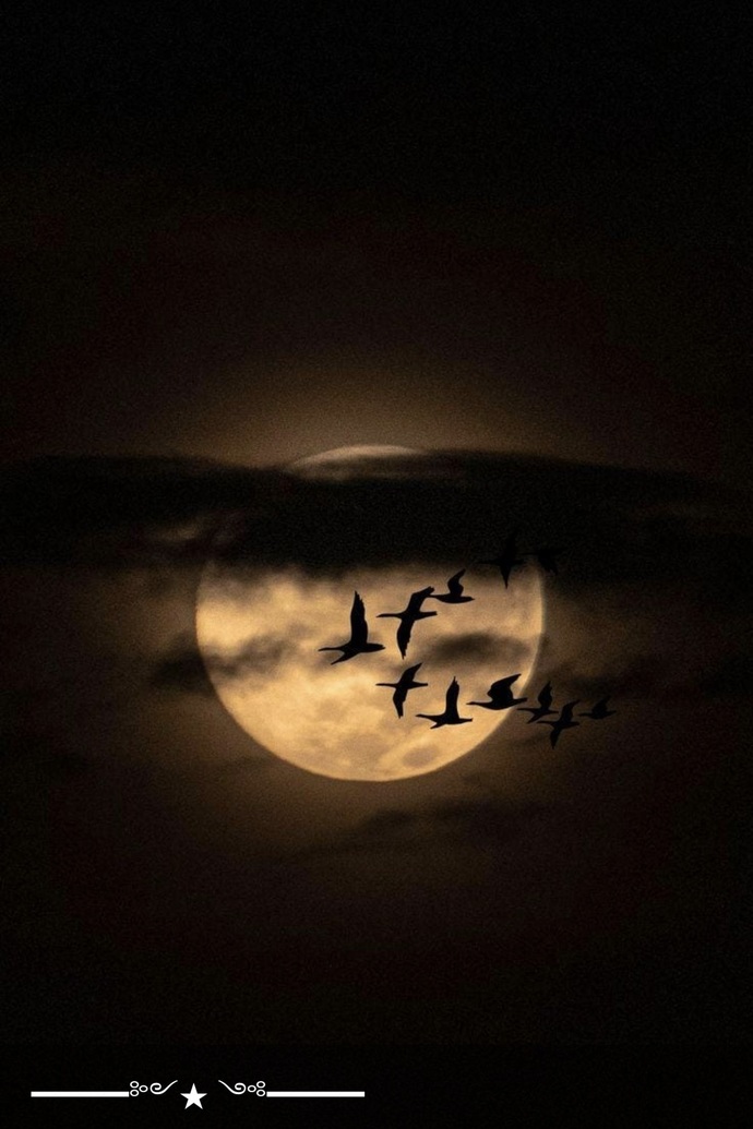 Geceye Dâir Söz bıraktım 👇şuracığa. Siz de bırakırsınız mı 😊🌙?