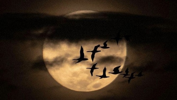 Geceye Dâir Söz bıraktım 👇şuracığa. Siz de bırakırsınız mı 😊🌙?