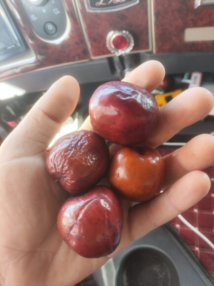 TırCı bir dayı verdi arabasını park edemiyordu ben park ettim diye ama bu Ne hiç bilgim yok😄?