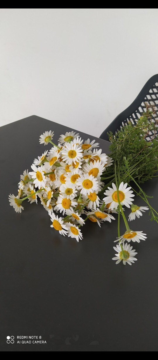 Papatyayı sever misin, en sevdiğin çiçek hangisi?