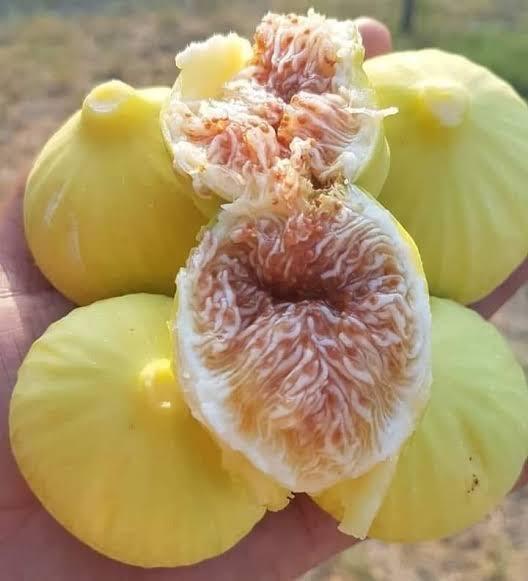Kuru incir mi, yaş incir mi?