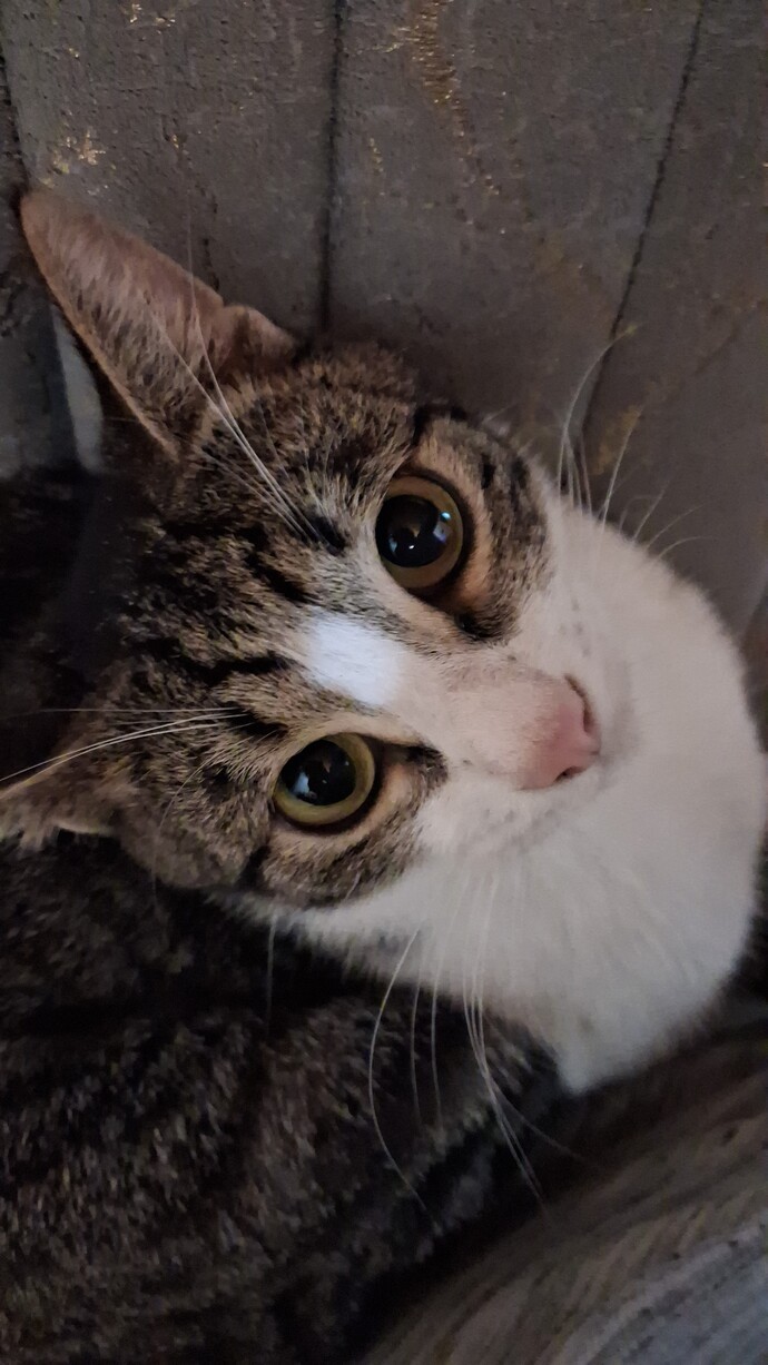 Bu kedi cins mi, hangi kedi ırkına benziyor?