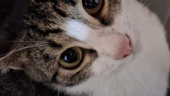 Bu kedi cins mi, hangi kedi ırkına benziyor?