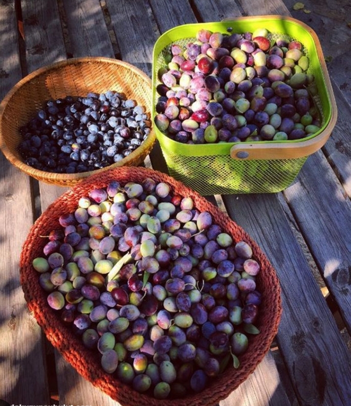 Zeytin sever misiniz, hazır zeytin mi alıyorsunuz yoksa evde kendiniz mi kuruyorsunuz?