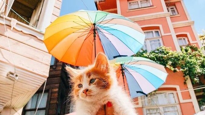 Siz de kedi sever misiniz? Türk halkı kedileri neden bu kadar seviyor?
