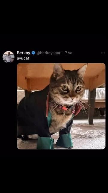 Neden herkesin avukatı var?