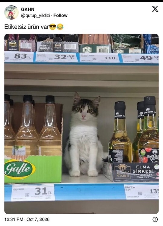 Markette kedi satılsa alır mıydın?