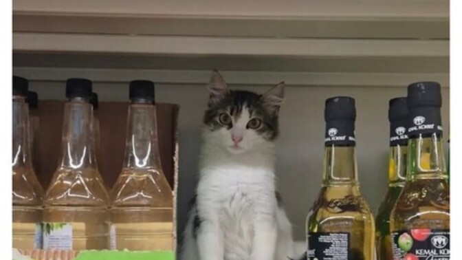Markette kedi satılsa alır mıydın?