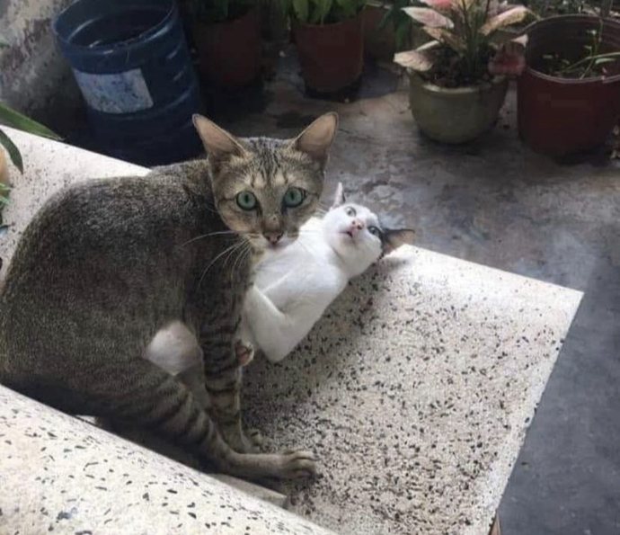 Sosyal medyada klavye delikanlılığı yapanlar hala var mı?