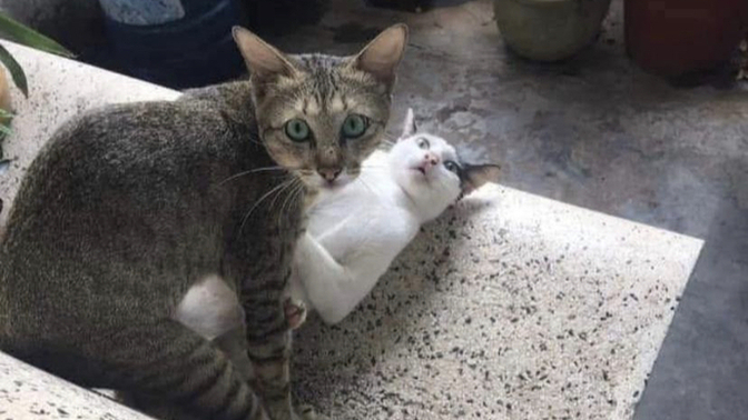 Sosyal medyada klavye delikanlılığı yapanlar hala var mı?