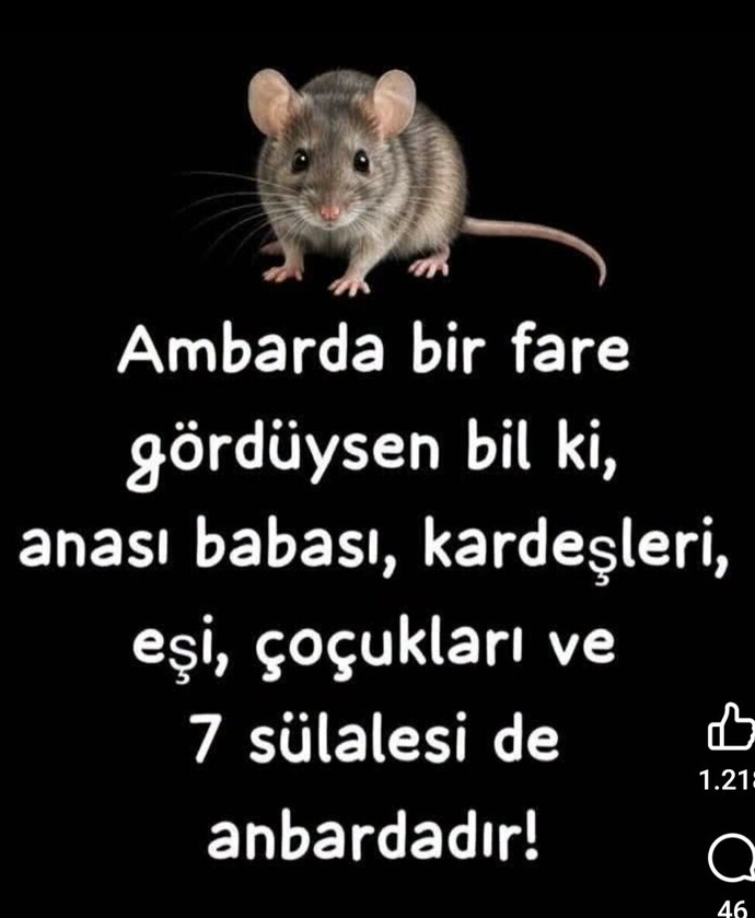 Hiç fare gördün mü?