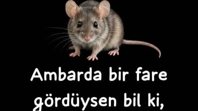 Hiç fare gördün mü?