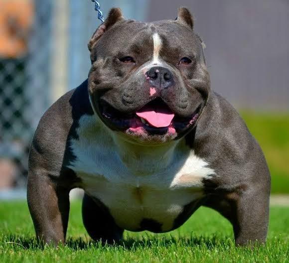 Neden kimse ronnie coleman kadar iyi bir vücuda sahip olamadı?