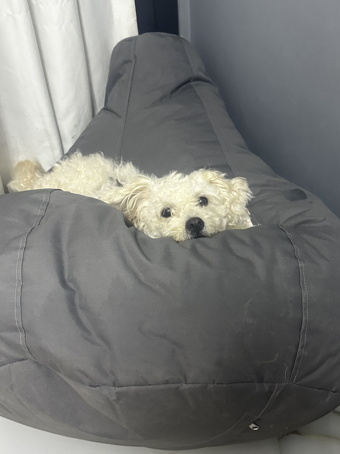 Köpeğim her fırsatta evden kaçıyor neden sizce?