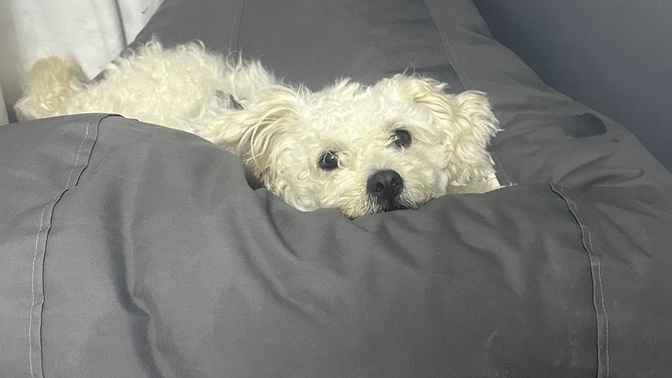 Köpeğim her fırsatta evden kaçıyor neden sizce?