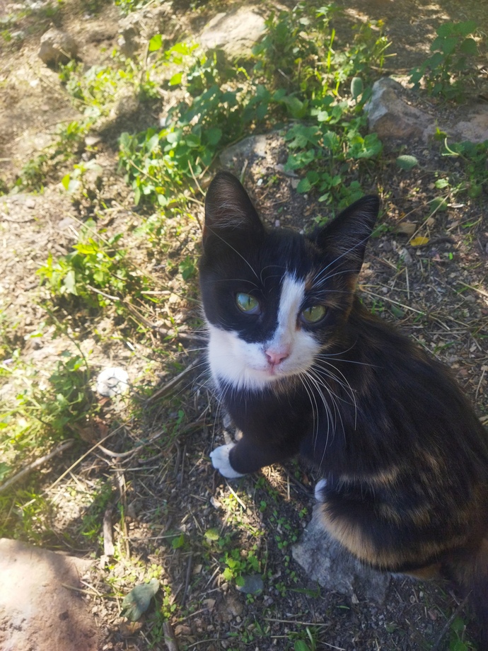 Maskesi kara, kalbi mama dolu. Karşınızda Catman! Son yediğiniz onun yiyeceği olsaydı, bu ne olurdu?