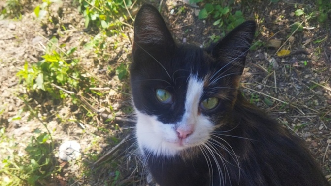 Maskesi kara, kalbi mama dolu. Karşınızda Catman! Son yediğiniz onun yiyeceği olsaydı, bu ne olurdu?