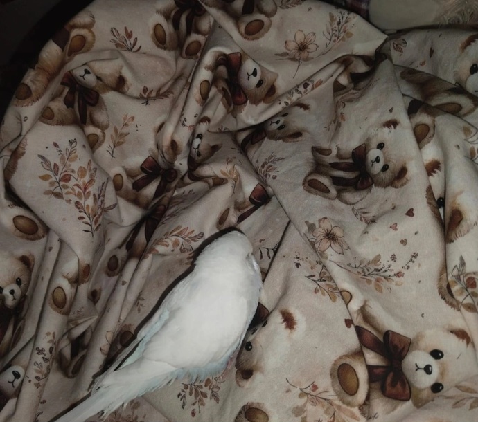 Uyku düzeninizi bozan biri var mı🐦?