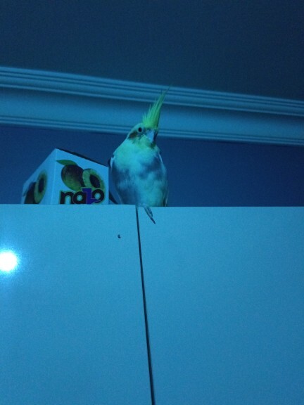 Uyku düzeninizi bozan biri var mı🐦?