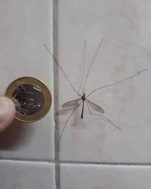 Kaç gecedir beni gıcık eden sivrisineği yaralı olarak yakaladım. Napiyim şimdi ben buna?