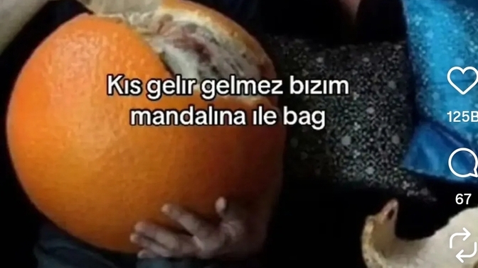 Mandalina mı portakal mı?
