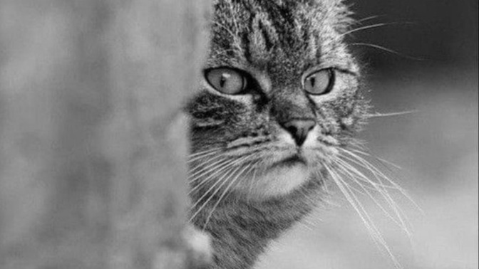 Site de stalk yaptığınız birileri var mı?