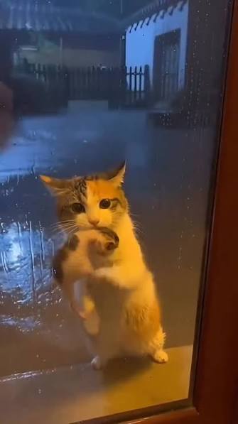 Sabah üzerinize bir kova su dökülerek uyandırılmak size ne hissettirir?